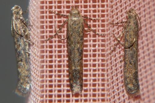 Réf. 242 148 : Tuta absoluta