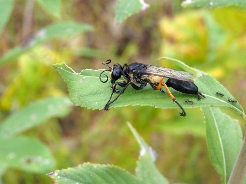 Réf. 242 800 : Sphex tomentosus