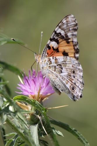 Vanessa cardui