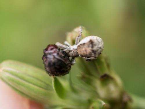 Hyptiotes sp.