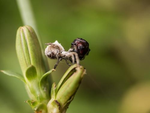 Hyptiotes sp.