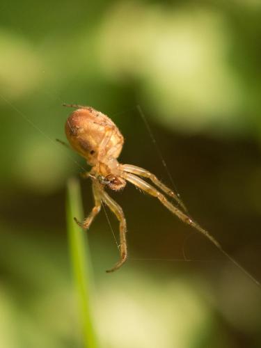 Zygiella sp.