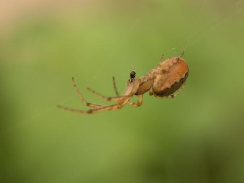 Zygiella sp.