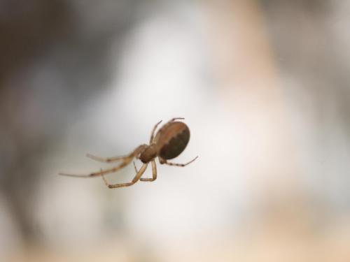 Zygiella sp.