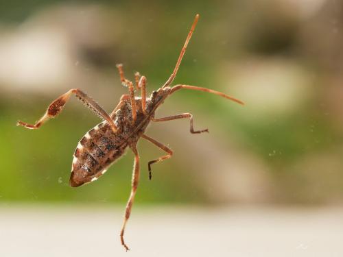 Leptoglossus occidentalis