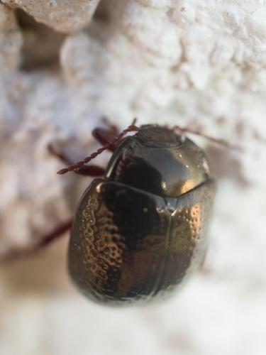 Réf. 242 446 : Chrysolina bankii