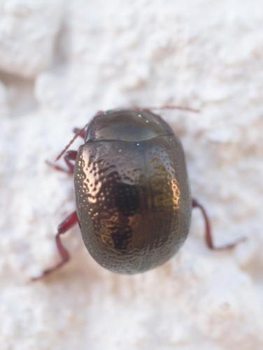 Chrysolina bankii