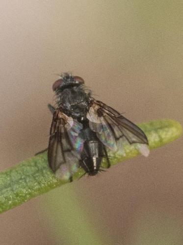 Réf. 242 962 : Nyctia halterata