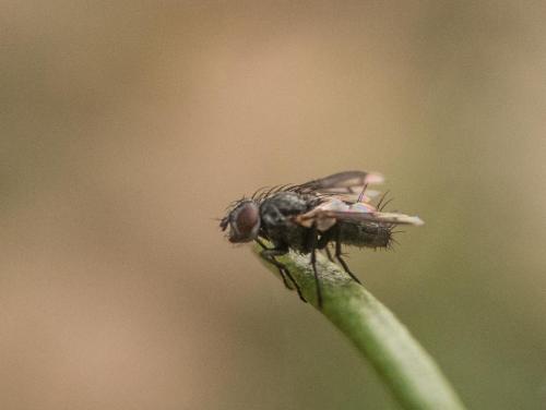 Réf. 242 963 : Nyctia halterata