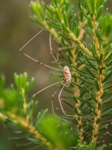 Phalangium opilio