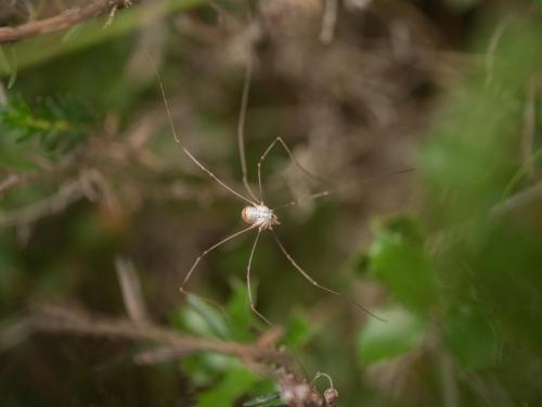 Phalangium opilio