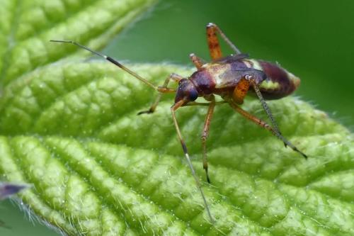 Closterotomus fulvomaculatus