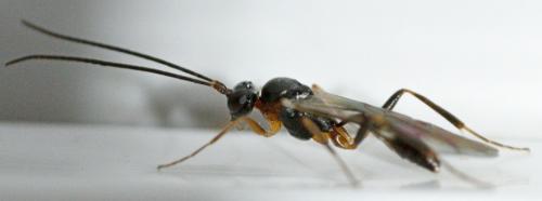 Réf. 242 185 : Phygadeuontini inconnu