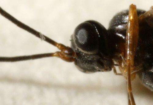 Réf. 242 431 : Phygadeuontini inconnu