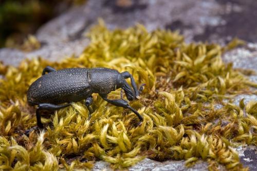Réf. 242 251 : Hylobius alpheus