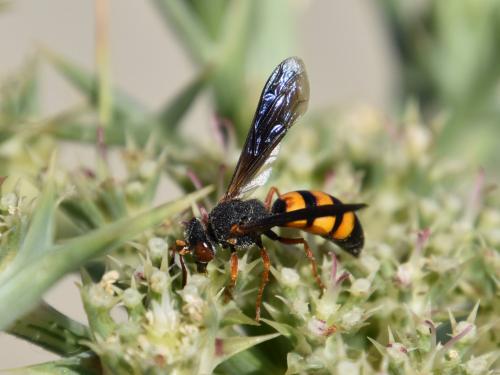 Stizoides crassicornis