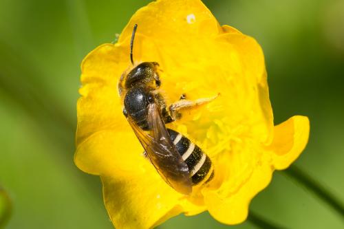 Halictus sp.