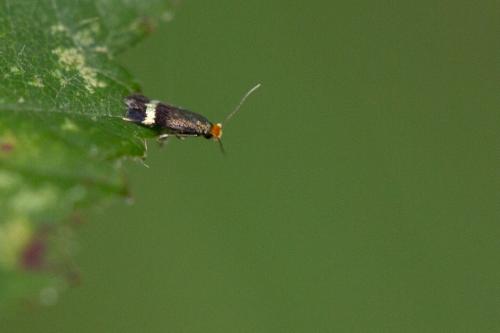 Réf. 242 006 : Stigmella sp.