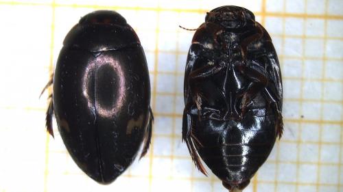 Agabus didymus
