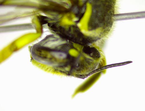 Anthidium manicatum
