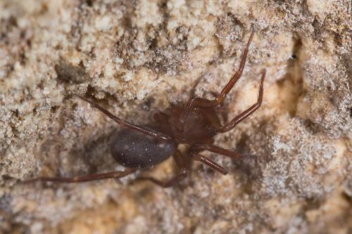 Chorizomma subterraneum