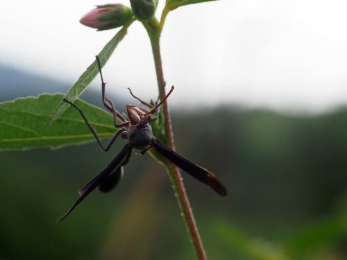 Réf. 242 384 : Belonogaster sp.