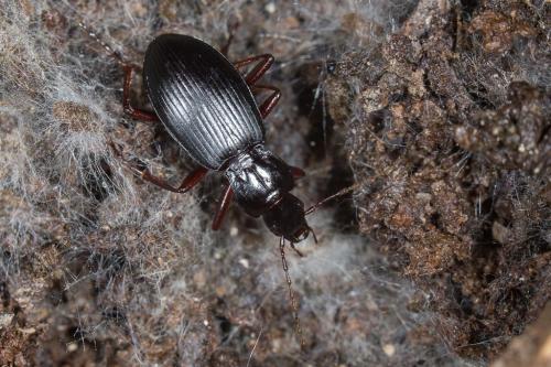 Réf. 242 455 : Laemostenus oblongus