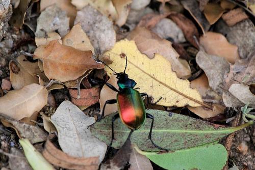 Calosoma sycophanta