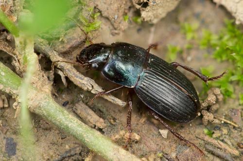 Réf. 242 007 : Harpalus dimidiatus