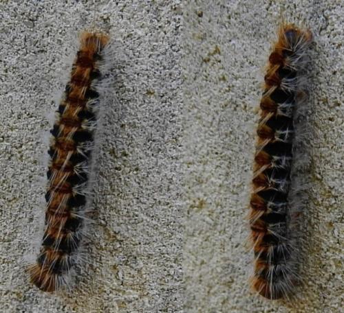 Thaumetopoea pityocampa