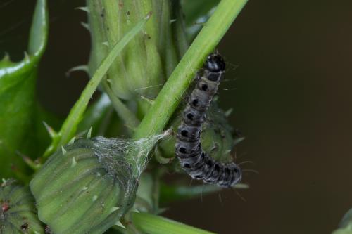 Yponomeuta sp.