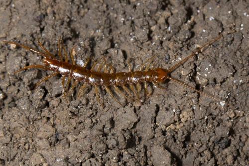 Réf. 242 424 : Lithobius sp.