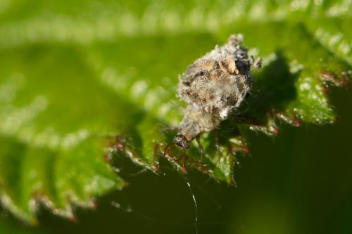 Réf. 242 823 : Pseudomallada sp.