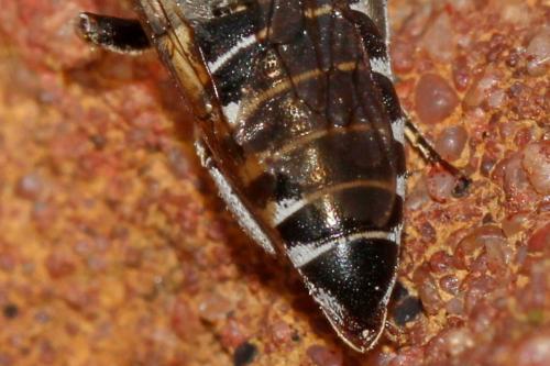 Coelioxys sp.
