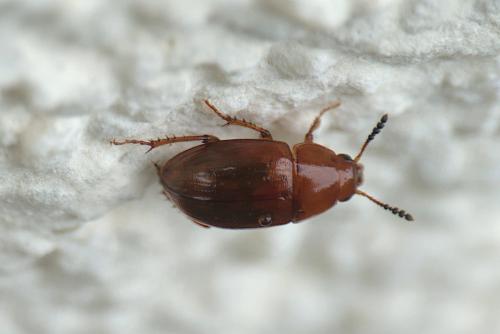 Leiodes sp.