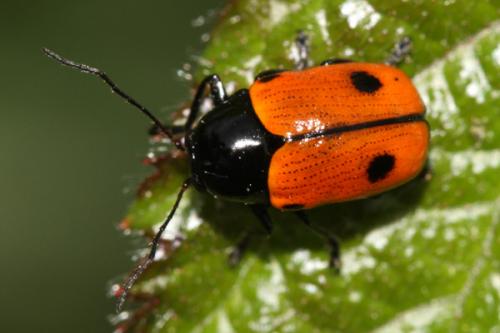 Réf. 242 782 : Cryptocephalus bipunctatus