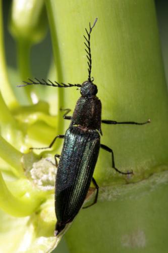 Ctenicera cuprea