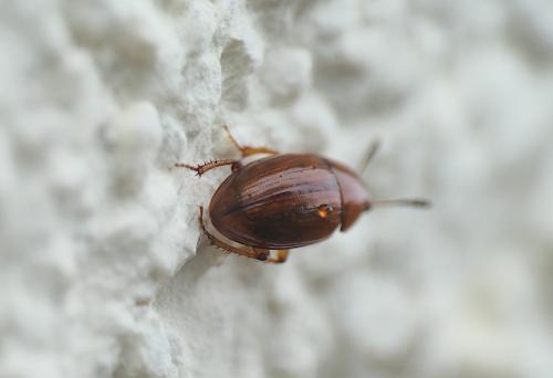 Leiodes sp.