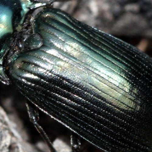 Selatosomus aeneus