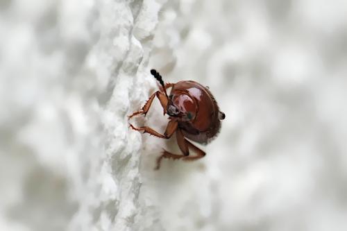 Leiodes sp.