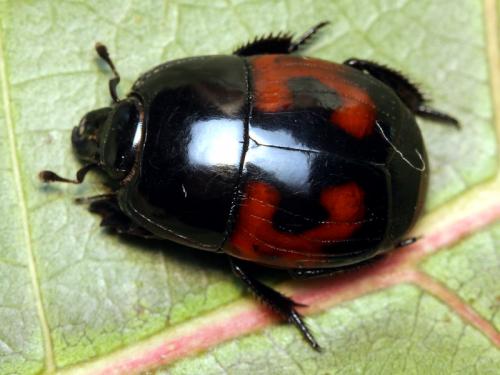 Hister quadrimaculatus