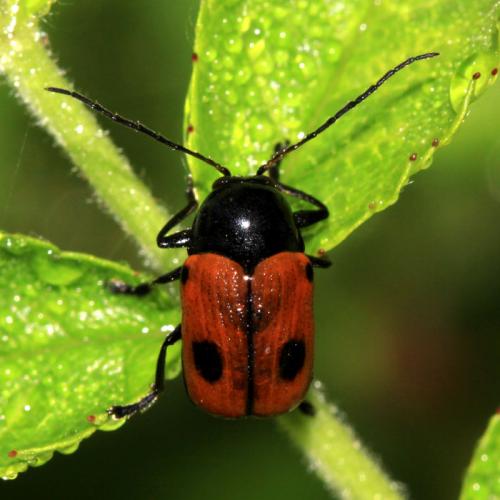 Réf. 242 783 : Cryptocephalus bipunctatus
