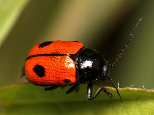 Réf. 242 828 : Cryptocephalus bipunctatus