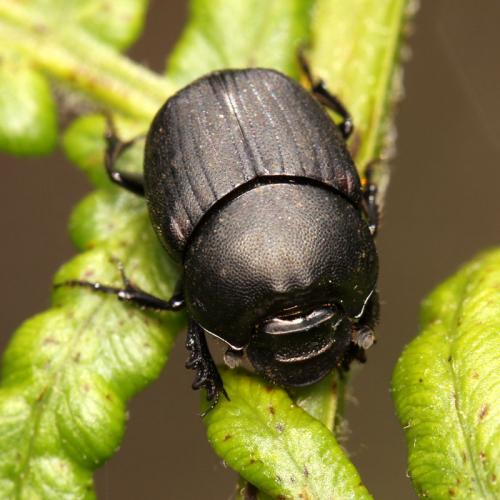 Onthophagus verticicornis