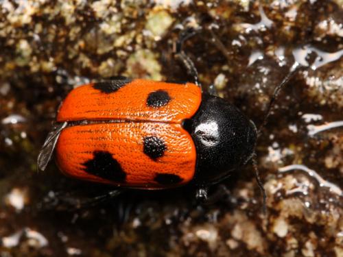 Cryptocephalus loreyi