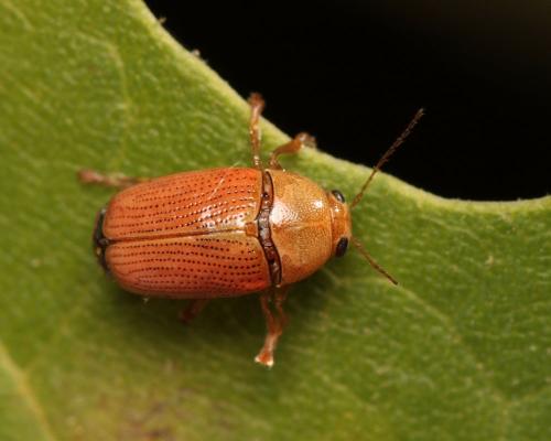 Réf. 242 831 : Cryptocephalus sulphureus