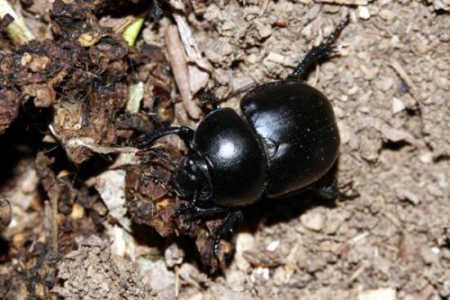 Réf. 242 087 : Trypocopris vernalis
