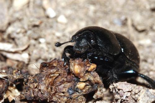 Réf. 242 088 : Trypocopris vernalis