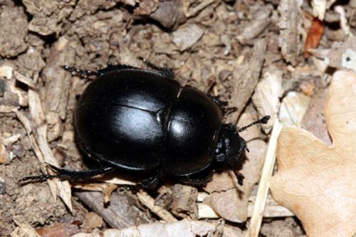 Réf. 242 089 : Trypocopris vernalis