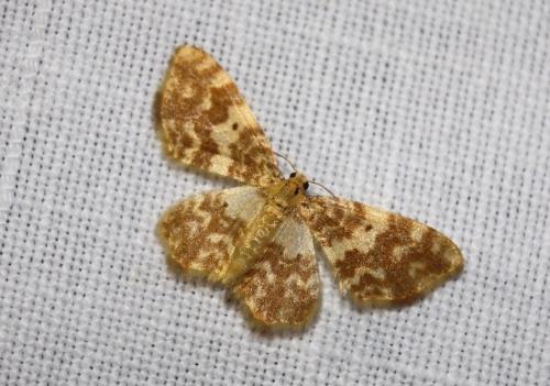 Hydrelia flammeolaria